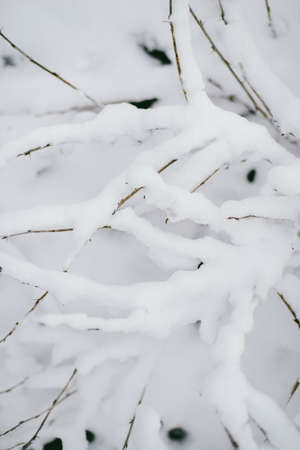 First snow stuck on the branches of trees. Frost and cold day.の写真素材