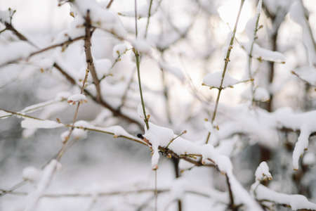 First snow stuck on the branches of trees. Frost and cold day.の写真素材