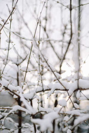 First snow stuck on the branches of trees. Frost and cold day.の写真素材