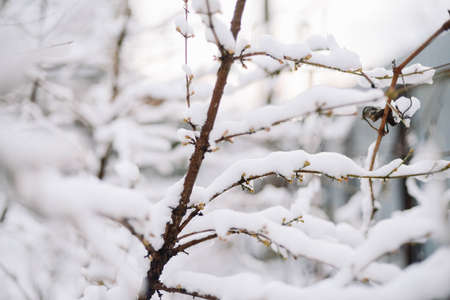 First snow stuck on the branches of trees. Frost and cold day.の写真素材