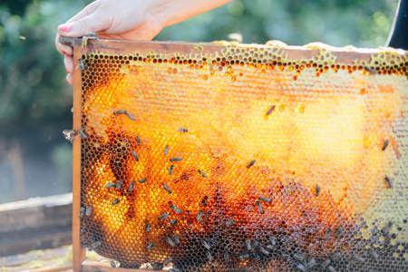 Frames of a bee hive. Beekeeper harvesting honey. The bee smoker is used to calm bees before frame removal. Beekeeper Inspecting Bee Hiveの写真素材