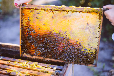 Frames of a bee hive. Beekeeper harvesting honey. The bee smoker is used to calm bees before frame removal. Beekeeper Inspecting Bee Hiveの写真素材
