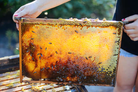 Frames of a bee hive. Beekeeper harvesting honey. The bee smoker is used to calm bees before frame removal. Beekeeper Inspecting Bee Hiveの写真素材