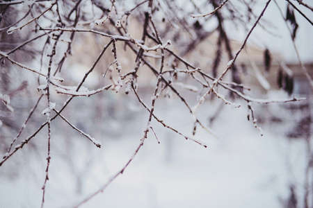 Beautiful winter woods, close up tree brunches covered with snow on white natural backgroundの写真素材