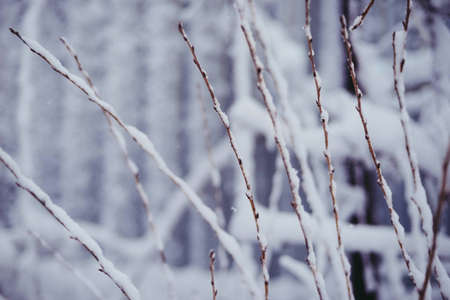 Beautiful winter woods, close up tree brunches covered with snow on white natural backgroundの写真素材