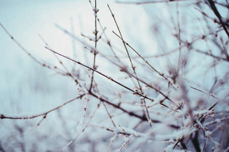 Beautiful winter woods, close up tree brunches covered with snow on white natural backgroundの写真素材