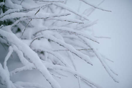 Beautiful winter woods, close up tree brunches covered with snow on white natural backgroundの写真素材