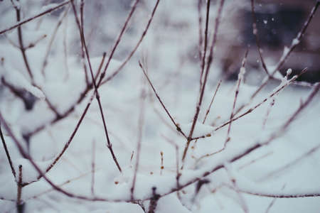 Beautiful winter woods, close up tree brunches covered with snow on white natural backgroundの写真素材