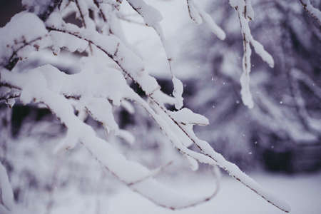 Beautiful winter woods, close up tree brunches covered with snow on white natural backgroundの写真素材