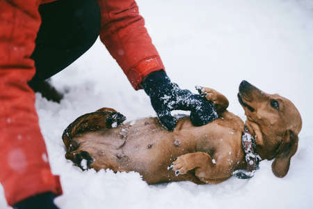 Dog Dachshund Runs Playing on Snow in Winter on a Coldの写真素材
