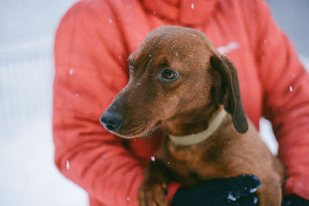 Dog Dachshund Runs Playing on Snow in Winter on a Coldの写真素材
