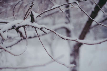 Beautiful winter woods, close up tree brunches covered with snow on white natural backgroundの写真素材