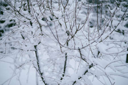 Beautiful winter woods, close up tree brunches covered with snow on white natural backgroundの写真素材
