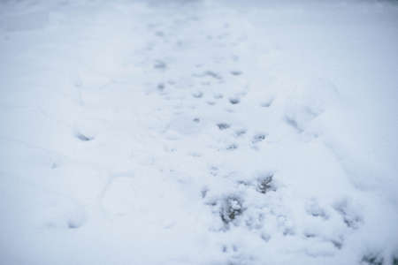 Beautiful winter woods, close up tree brunches covered with snow on white natural backgroundの写真素材