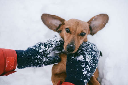 Dog Dachshund Runs Playing on Snow in Winter on a Coldの写真素材