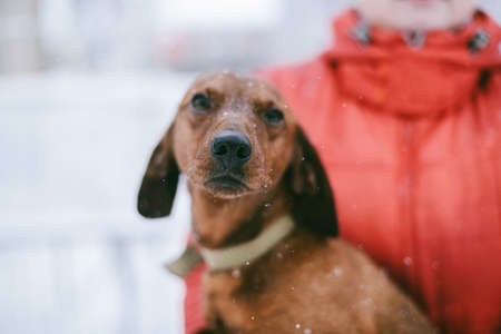 Dog Dachshund Runs Playing on Snow in Winter on a Coldの写真素材