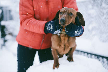 Dog Dachshund Runs Playing on Snow in Winter on a Coldの写真素材