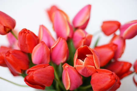 bouquet of beautiful tulips bouquet of beautiful tulipsの写真素材