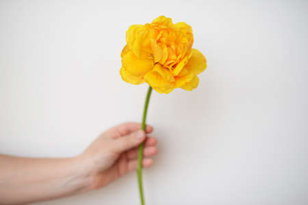 bouquet of beautiful tulips bouquet of beautiful tulipsの写真素材
