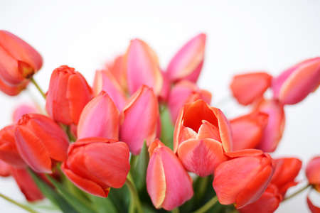 Bouquet of beautiful tulipsの写真素材
