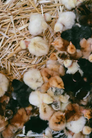 lots of little chicks in a box at the agricultural farmの写真素材