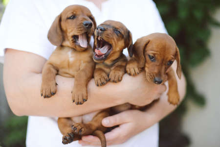 beautiful dachshund puppy portrait outdoors.の写真素材