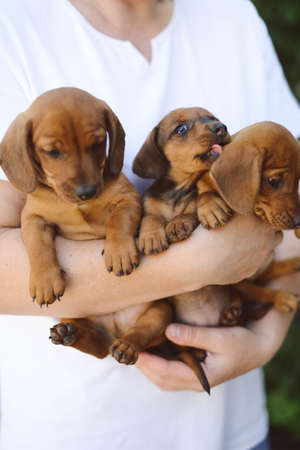 beautiful dachshund puppy portrait outdoors.の写真素材
