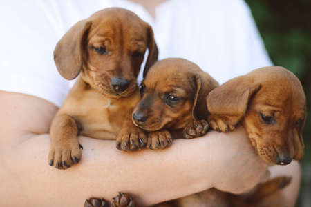 beautiful dachshund puppy portrait outdoors.の写真素材