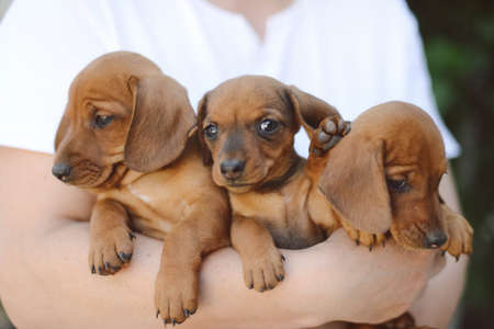 beautiful dachshund puppy portrait outdoors.の写真素材