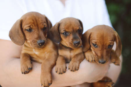 beautiful dachshund puppy portrait outdoors.の写真素材
