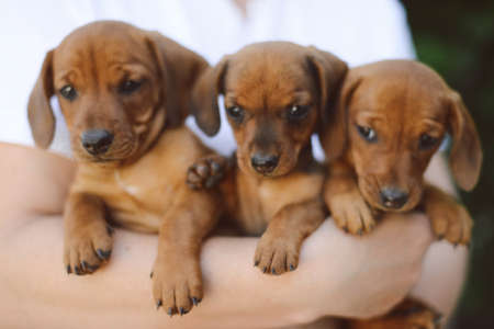 beautiful dachshund puppy portrait outdoors.の写真素材