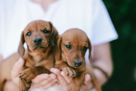 beautiful dachshund puppy portrait outdoors.の写真素材