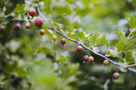 Fresh red gooseberries on a branch  with sunlightの写真素材