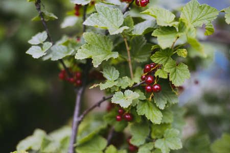 Ripe red currant berries on a branch in the garden.の写真素材