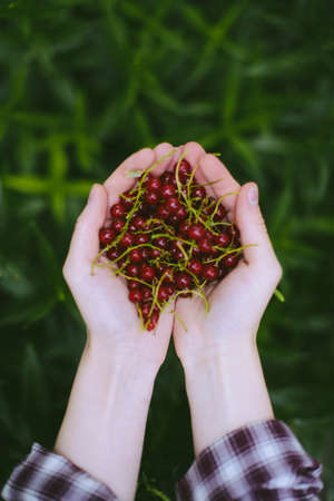 girl holding fresh berries red currants after harvest from garden.の写真素材