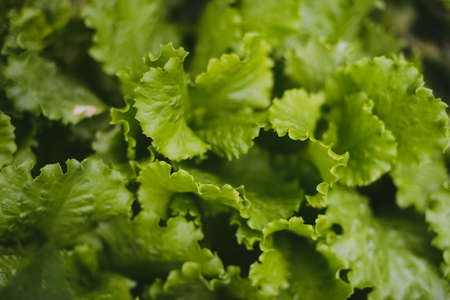 Green lettuce leaves in the home gardenの写真素材