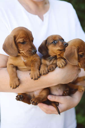 beautiful dachshund puppy portrait outdoors. beautiful dachshund puppy portrait outdoors.の写真素材