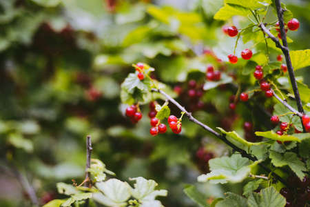 Ripe red currant berries on a branch in the garden.の写真素材
