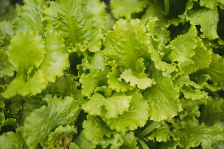 Green lettuce leaves in the home gardenの写真素材