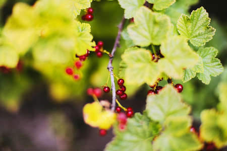 Ripe red currant berries on a branch in the garden.の写真素材