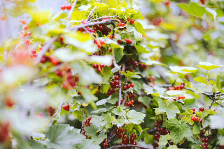 Ripe red currant berries on a branch in the garden.の写真素材