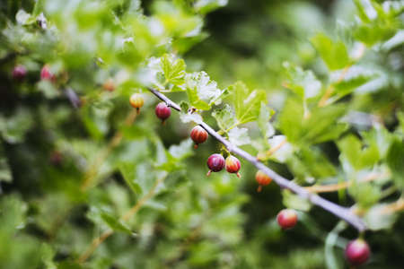 Fresh red gooseberries on a branch  with sunlightの写真素材