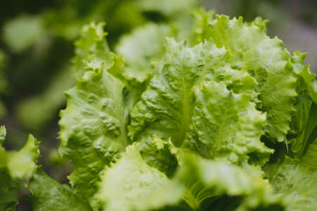 Green lettuce leaves in the home gardenの写真素材