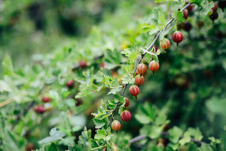 Fresh red gooseberries on a branch  with sunlightの写真素材