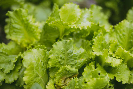 Green lettuce leaves in the home gardenの写真素材