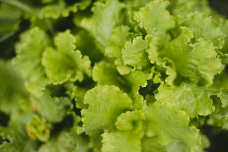 Green lettuce leaves in the home gardenの写真素材