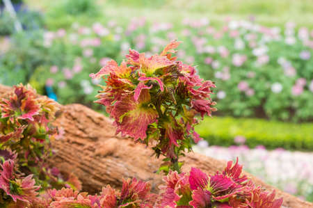 the flower nature beautiful in the gardenの写真素材