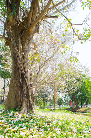 vine plant on big treeの写真素材