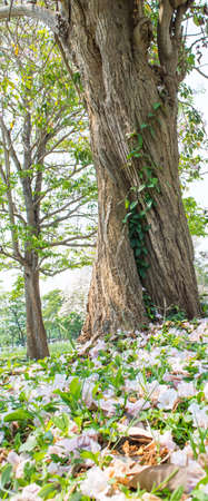 big tree in the jungleの写真素材