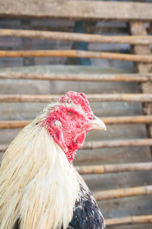 cock and hen  in the countryside its sleepingの写真素材